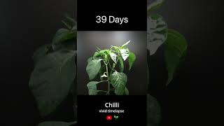 Growing chilli from seeds Timelapse [upl. by Lello]