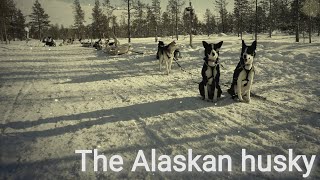 The Alaskan Husky [upl. by Rraval]