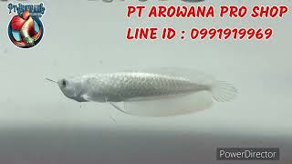 SNOW SILVER AROWANA  ปลามังกรเงิน เกรด สโนว์ [upl. by Elyr]