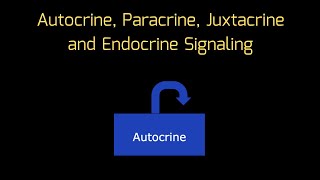 Cell Signaling in ONE MINUTE Autocrine Paracrine Juxtacrine and Endocrine Signaling  MCAT [upl. by Repsihw]