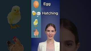 Life Cycle of A Chicken  Basic English Vocabulary english shorts chicken englishvocabulary [upl. by Garber]