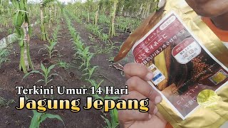 Pertumbuhan Jagung Jepang Di Indonesia [upl. by Inessa]