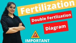 Fertilization in Plants Class 9 ICSE Biology Chapter 5 Double Fertilization Plants Class 10 Diagram [upl. by Keldah791]