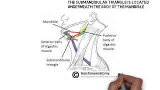 submandibular trianglesubmaxillary or digastric triangle [upl. by Lleoj38]