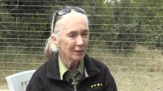 Conservationist Jane Goodall visits Sweetwaters Chimpanzee Sanctuary [upl. by Reeba755]