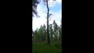 Felling a Scots Pine [upl. by Nowtna]