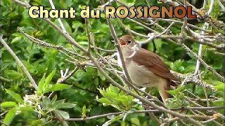 ROSSIGNOL  chant doiseau [upl. by Ezitram217]