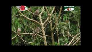 Nature and Life  Episode 119 Forests of Bangladesh [upl. by Alrats198]