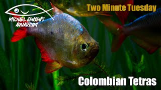 Colombian Tetra  Two Minute Tuesday [upl. by Graig]