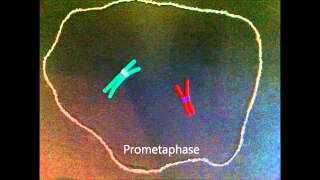 Mitosis claymation with prometaphase [upl. by Durrell330]