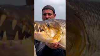 Incredible River Find The Ferocious Tigerfish [upl. by Willamina]