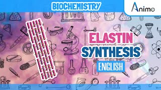 Elastin Metabolism Complete  Animation  English [upl. by Yttik992]