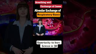 Breathing and exchange of gases class 11th biology neet ncert cbse [upl. by Martinelli]