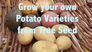 Starting True Potato Seed growing new varieties of potato from true seeds [upl. by Hite217]