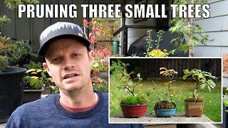 Pruning my Small Elm Oak Quince and Sedum Bonsai Trees [upl. by Monro]