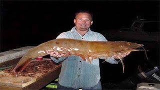 Biggest Shrimp Ever Caught [upl. by Querida]