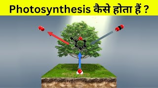 प्रकाश संश्लेषण कैसे होता हैं  Photosynthesis Animation [upl. by Boykins673]