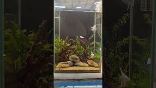 Natural planted minimalist Aquariums Streams and Pebbles Aquarists [upl. by Bow]