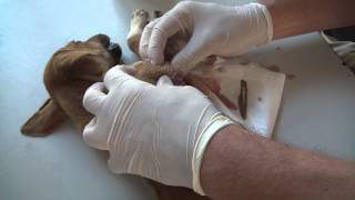 Mangoworm abscess in a puppy  not for viewers with a fear of pus [upl. by Winter419]