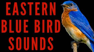 EASTERN BLUEBIRD SOUNDS  Eastern Bluebird Song  maktubytv [upl. by Gewirtz]