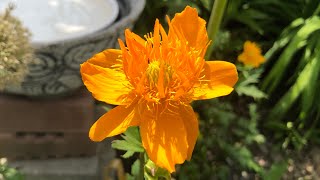 Golden orange bloomsflowers Trollius Gloden Queen [upl. by Nurat322]