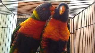 swainsons lorikeet in Preethi Farms [upl. by Nedra]