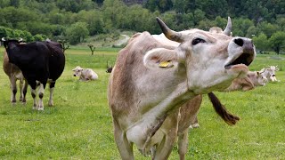 COW VIDEOS COWS GRAZING NATURAL COW SOUNDS  Cow Video  Cows Mooing [upl. by Epps404]