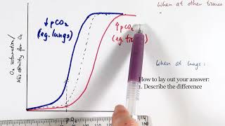 AS Biology  Oxygen dissociation curve OCR A Chapter 84 [upl. by Elburt340]