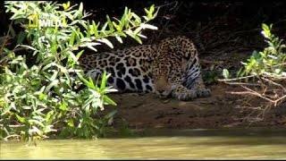 Les Fauves dAmazonie  Documentaire animalier Nat Géo Wild [upl. by Gretna324]