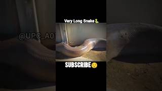 🤫Snake💀🗿 shorts trending share [upl. by Elden202]