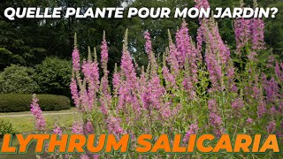 LE LYTHRUM SALICARIA  Quelle Plante Pour Mon Jardin [upl. by Pastelki]