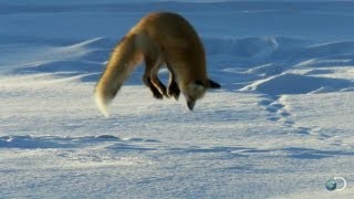 Fox Dives Headfirst Into Snow  North America [upl. by Auhso]