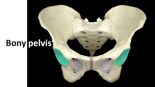 Bony pelvis with clinical correlation Prof Dr Md Ashfaqur Rahman [upl. by Bettye]