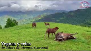 🐎Potro burguete de 2 años yeguas y crías de Pelayo del Meruxal Laviana [upl. by Carbone730]