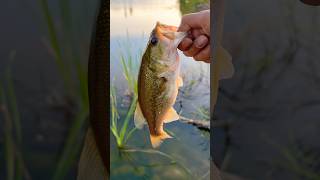 Early morning bass fishing in the fall  shorts fishing [upl. by Linehan]