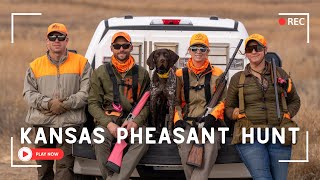 Kansas Pheasant Hunting With A Young German Shorthaired Pointer [upl. by Arreic]