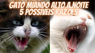 GATO MIANDO ALTO A NOITE 5 POSSIVEIS RAZÕES [upl. by Anaitit]