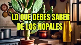 Beneficios y Contraindicaciones del Nopal [upl. by Nikolas]