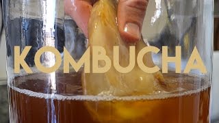 Beginners Guide To Fermentation Kombucha Making [upl. by Andris]