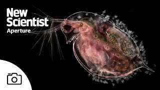 The microscopic beauty of plankton – and their predators [upl. by Orose]