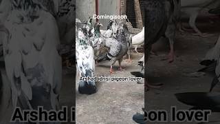 Saharanpuri kabootar youtubeshorts pigeonvideo saharanpurikabootar [upl. by Aiynat]