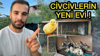 Civcivlerin YENİ EVİ  Büyüdüler  Arabaya Yeni Şeyler Aldık civcivler [upl. by Anirtik702]