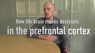 How the brain makes decisions  in the prefrontal cortex [upl. by Enaud]