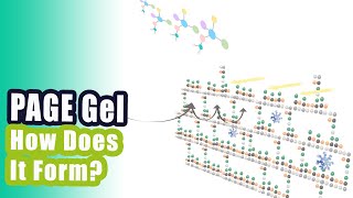 Native PAGE vs SDSPAGE ।। PAGE gelPolyacrylamide Gel Formation Animation [upl. by Sheree]