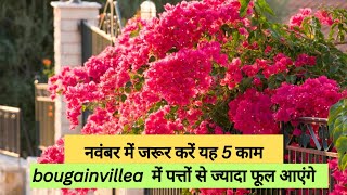 BOUGANVILLEA HEAVY FLOWERING Tips WITH 💯 RESULT  BEST FERTILIZER FOR BUMPER FLOWERING gardening [upl. by Leahcimnhoj]