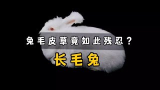 兔毛皮草的製作的過程究竟有多殘忍？你還想穿嗎？ [upl. by Josefa]