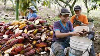 Cultivo de cacao en Sistemas Agroforestales Sostenibles en Santander Colombia [upl. by Nrobyalc]