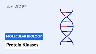 Protein Kinases Cell Signaling and Phosphorylation [upl. by Nivrag]