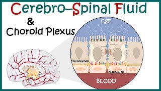 Cerebrospinal Fluid  CSF and the choroid plexus  Anatomy of Choroid plexus  function of CSF [upl. by Ttenna]