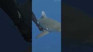 Adventurous Divers 4 The Bold Dance of Divers with Great White Sharks at the Oceans Depths Shark [upl. by Sassan]